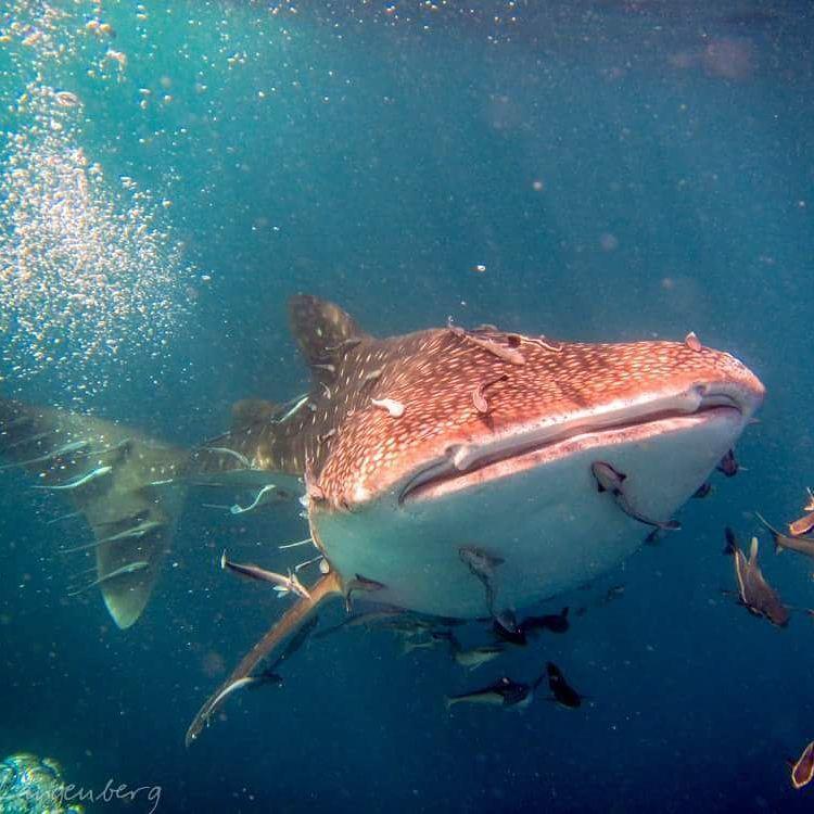 Carabao Diving Koh Tao Hotel Екстериор снимка